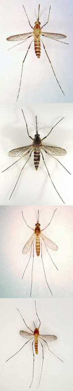 Especies de mosquitos